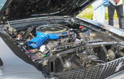 Mustang 21
